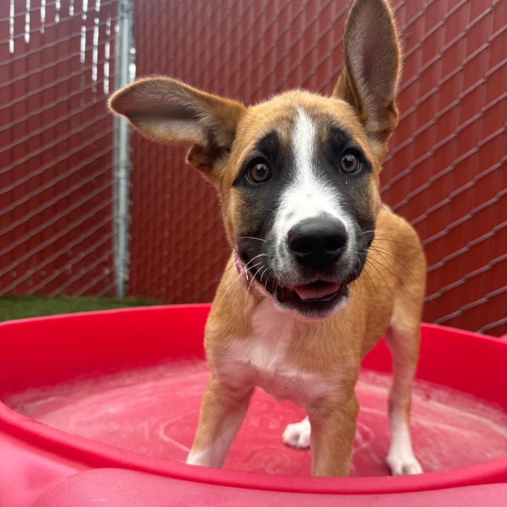 Enlarge Maple, a Adoptable Mixed Breed in Buellton, CA image 4/6