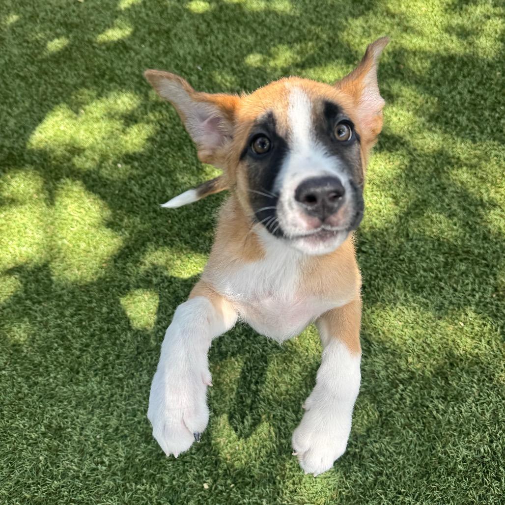 Enlarge Maple, a Adoptable Mixed Breed in Buellton, CA image 5/6