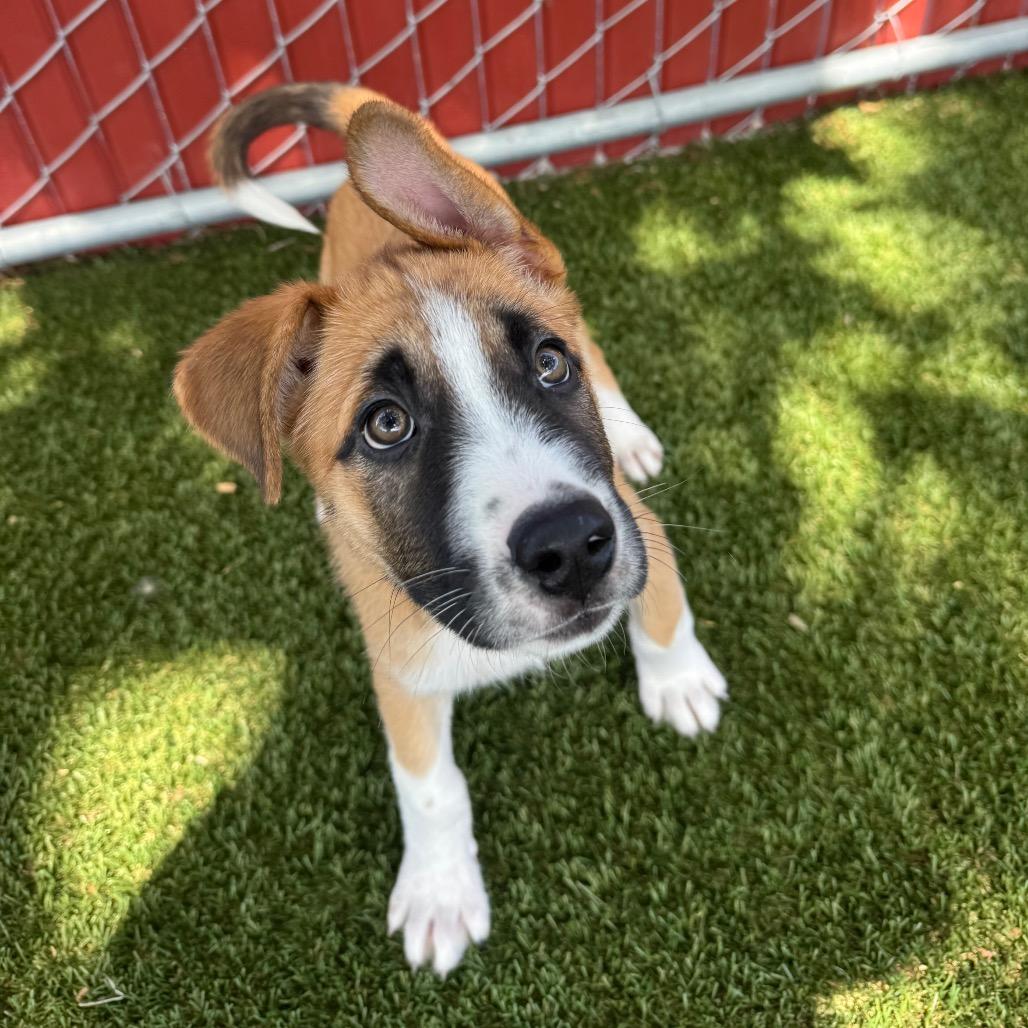 Enlarge Maple, a Adoptable Mixed Breed in Buellton, CA image 6/6