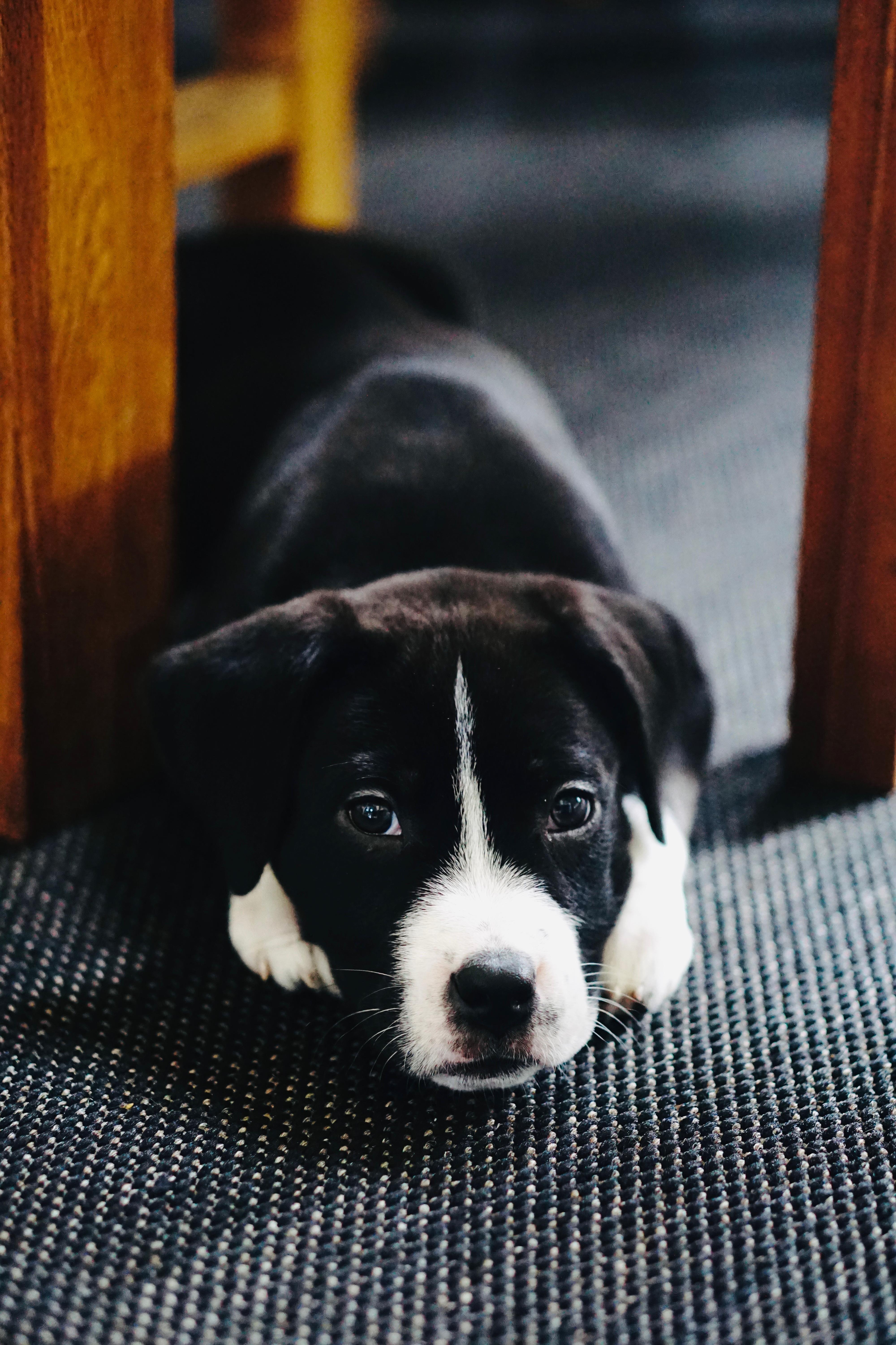 Kiki, a Adoptable mixed breed in Edmonton, AB image 1/4