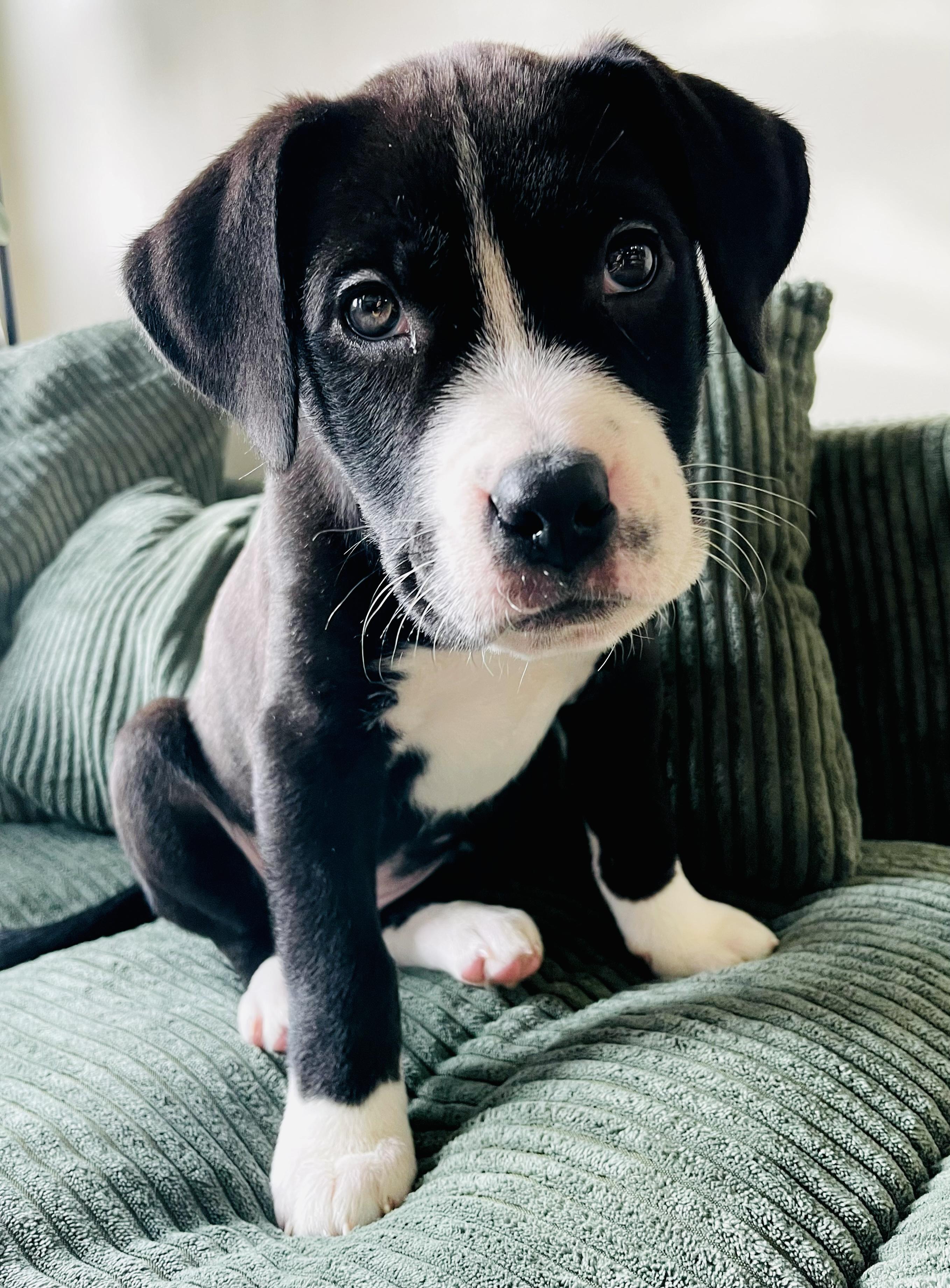 Kiki, a Adoptable mixed breed in Edmonton, AB image 2/4