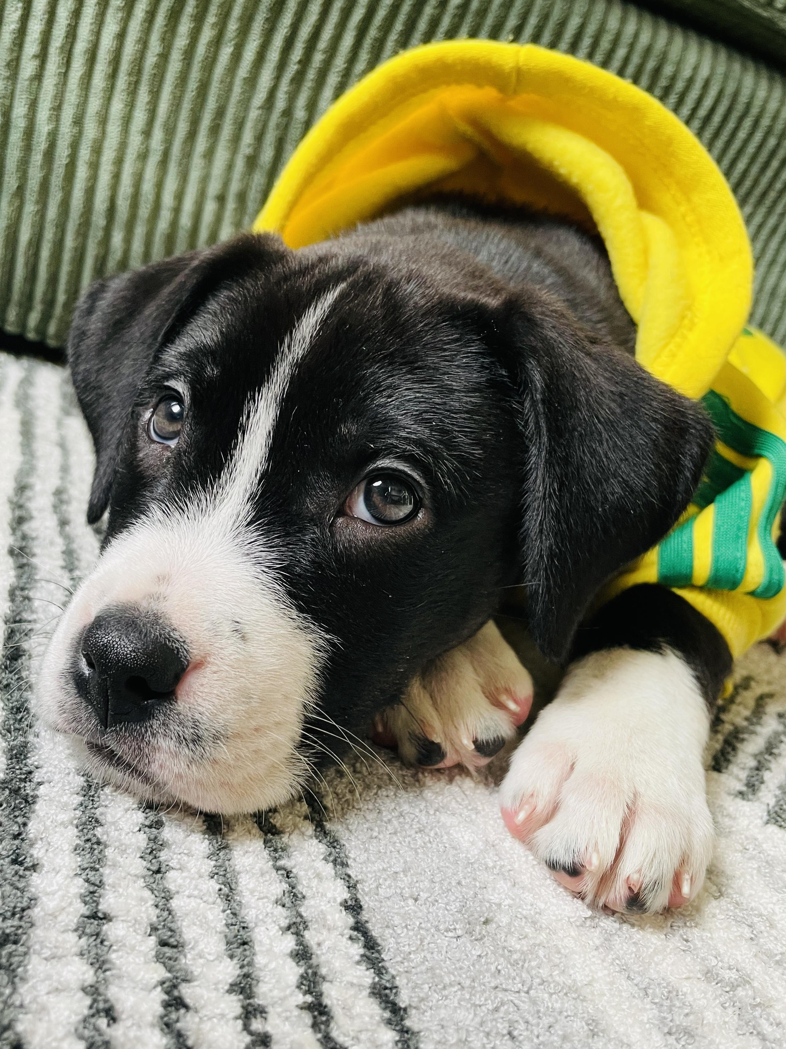 Kiki, a Adoptable mixed breed in Edmonton, AB image 3/4