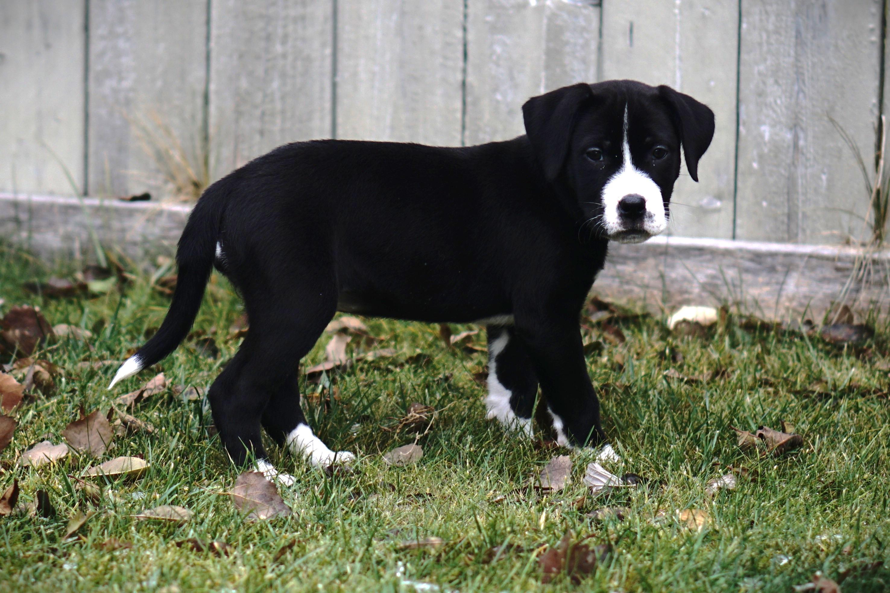 Kiki, a Adoptable mixed breed in Edmonton, AB image 4/4