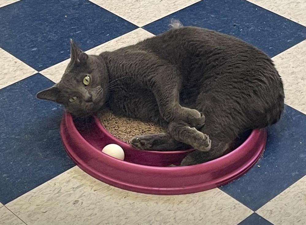 DAMON, Adoptable, Adult Male Domestic Short Hair.
