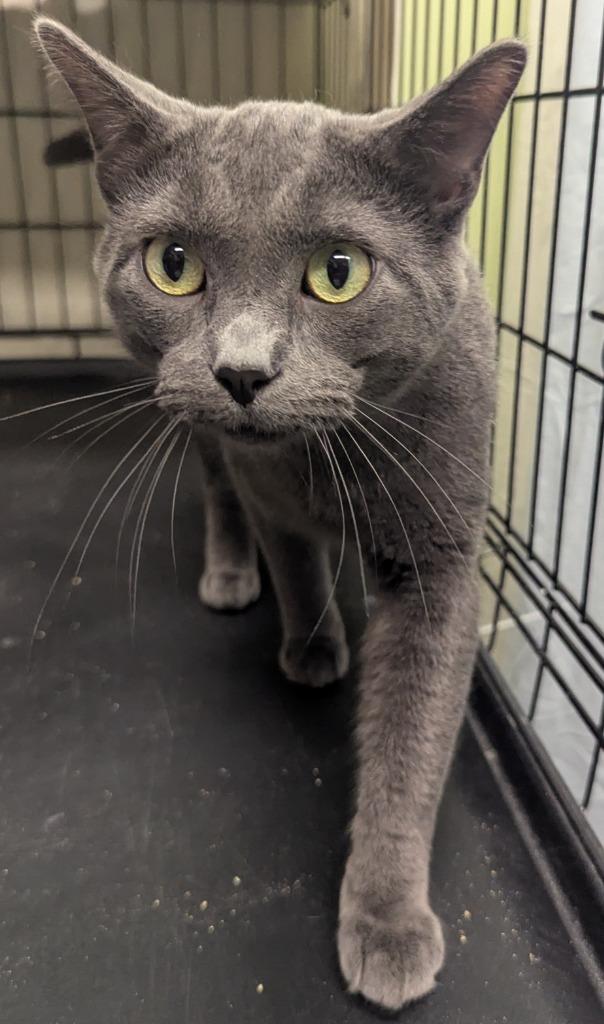 Enlarge DAMON, a Adoptable mixed breed in Muskegon, MI image 2/3