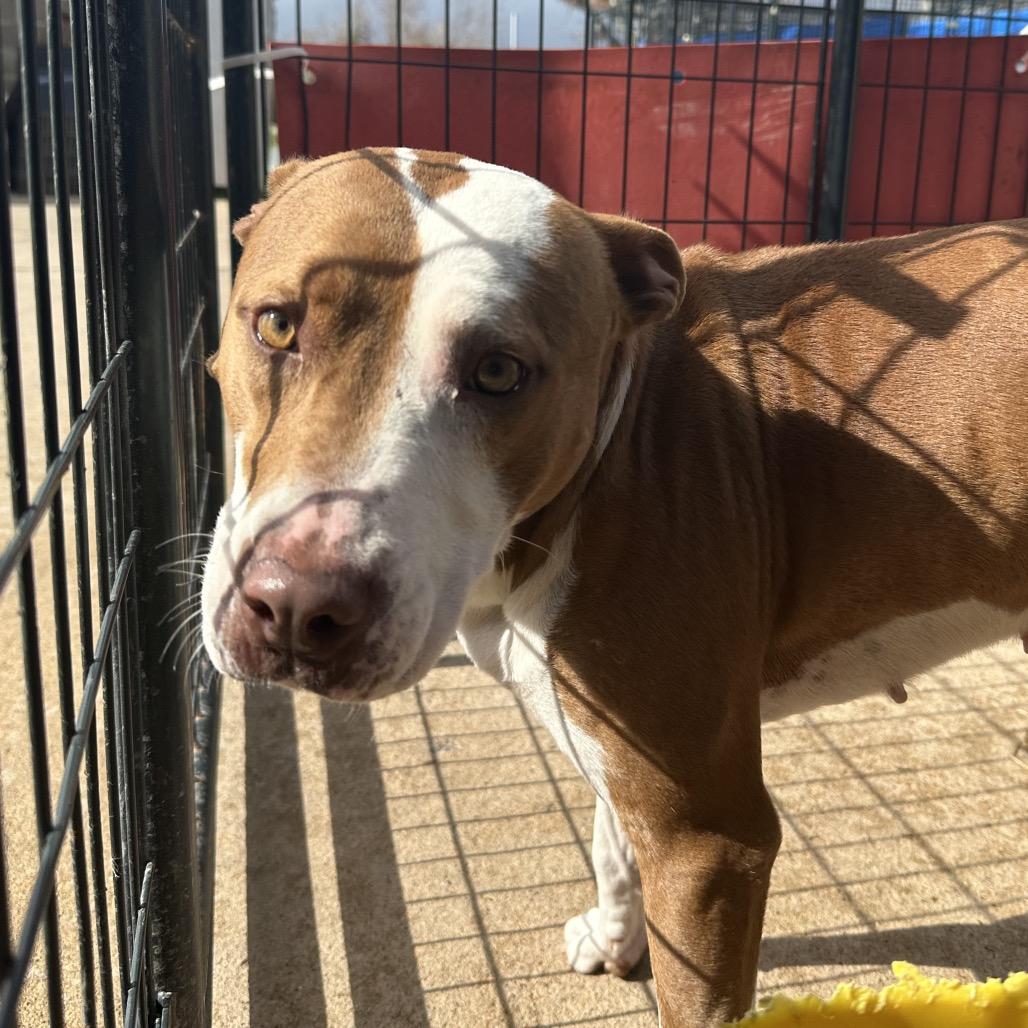 Enlarge Brittany, a Adoptable Mixed Breed in Lake Jackson, TX image 1/2