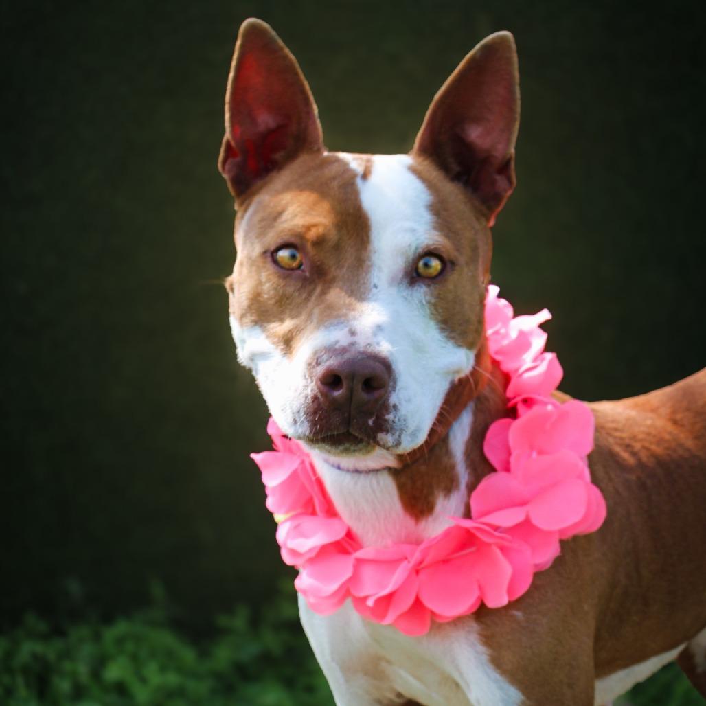 Enlarge Brittany, a Adoptable Mixed Breed in Lake Jackson, TX image 2/2
