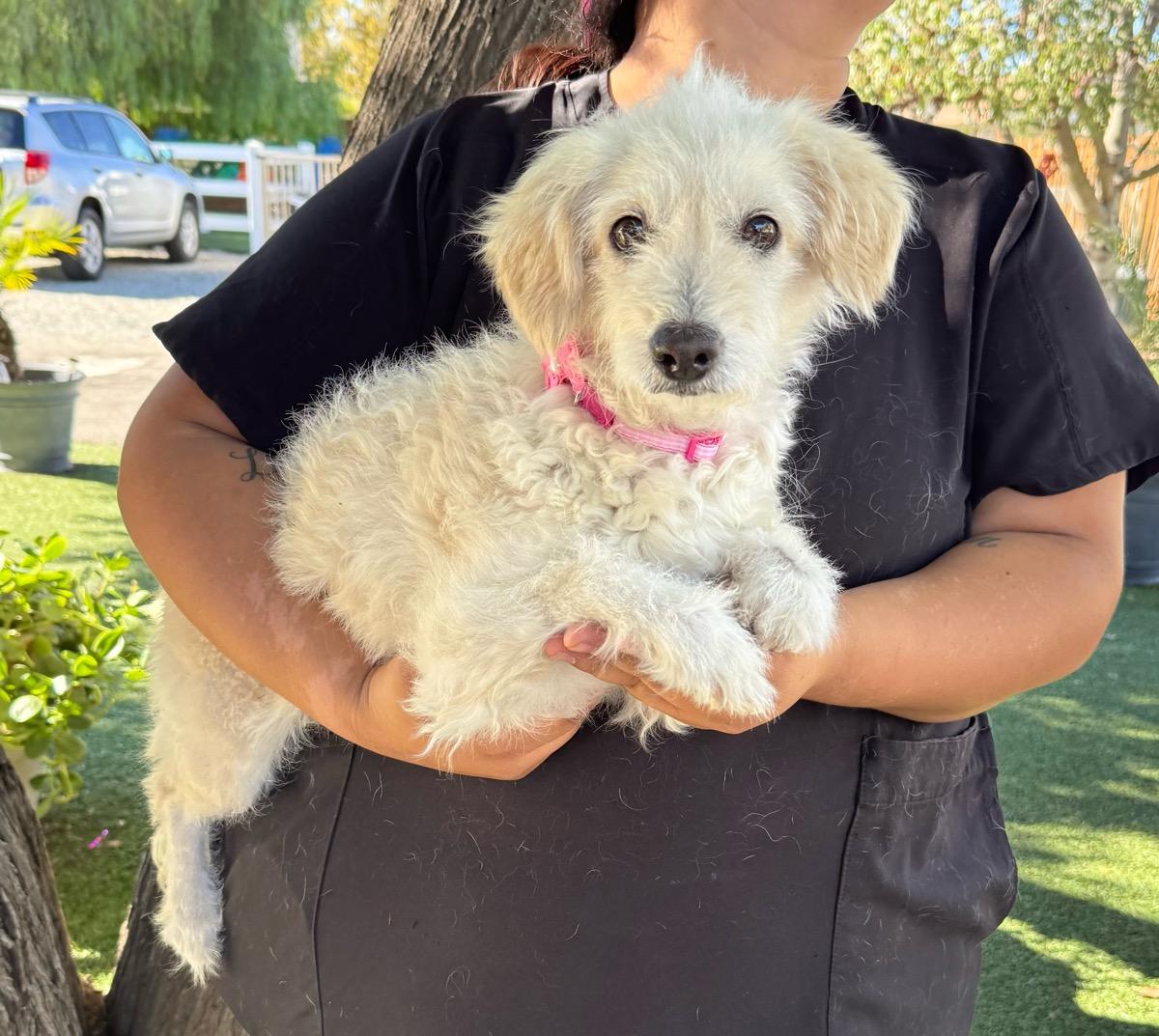 Princess, Adoptable, Adult Female Poodle & Terrier.