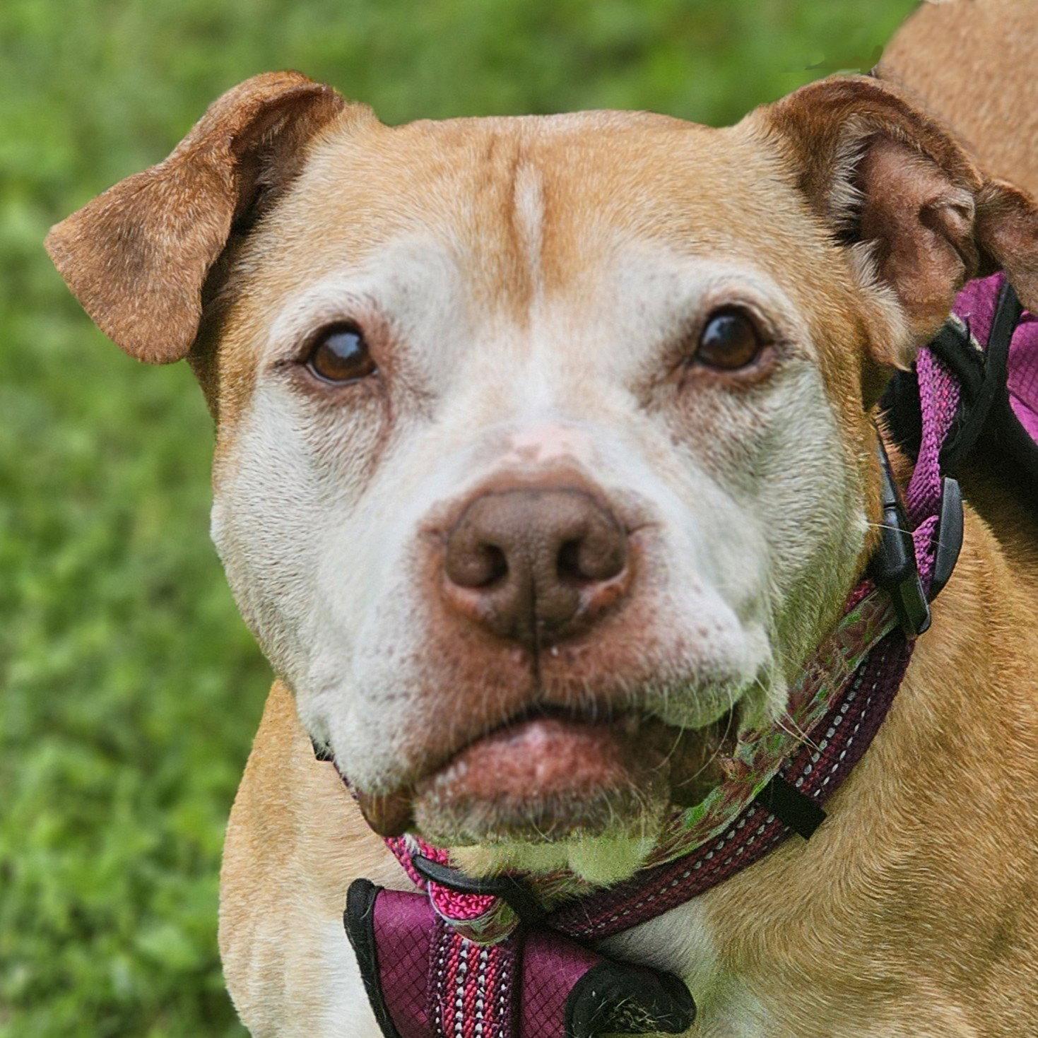 Cali, Adopted, Senior Female Pit Bull Terrier.