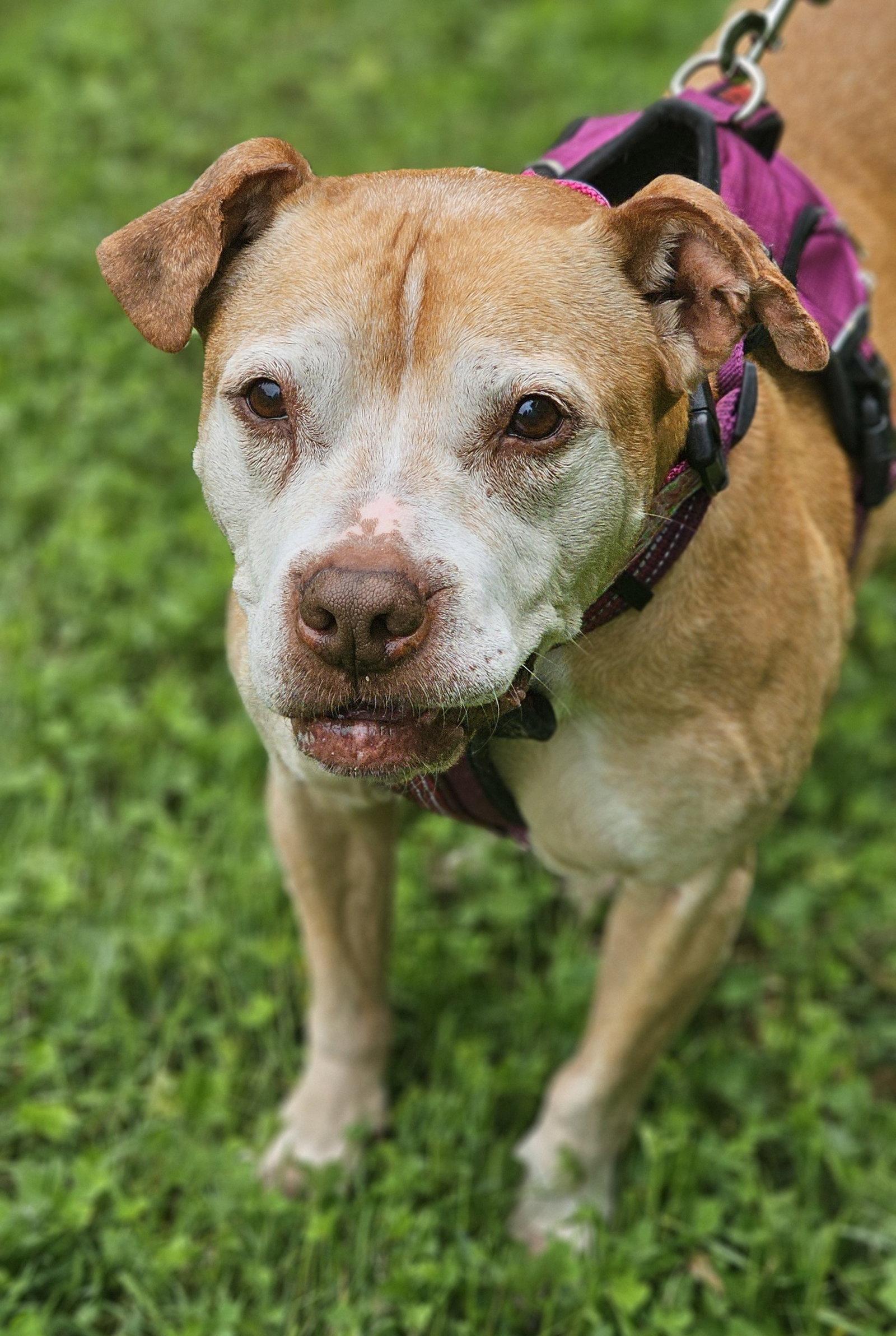 Cali, a Adopted Pit Bull Terrier in Framingham, MA image 2/3
