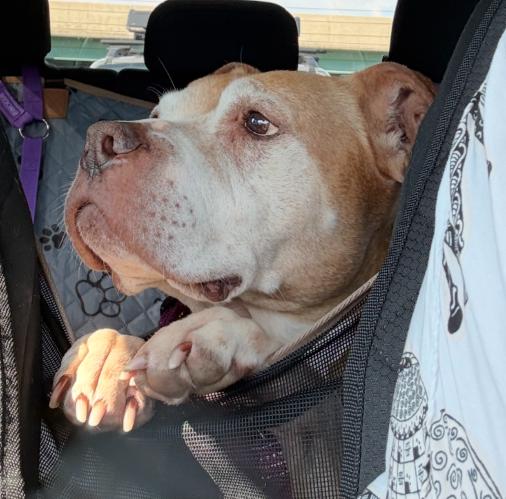 Cali, a Adopted Pit Bull Terrier in Framingham, MA image 3/3