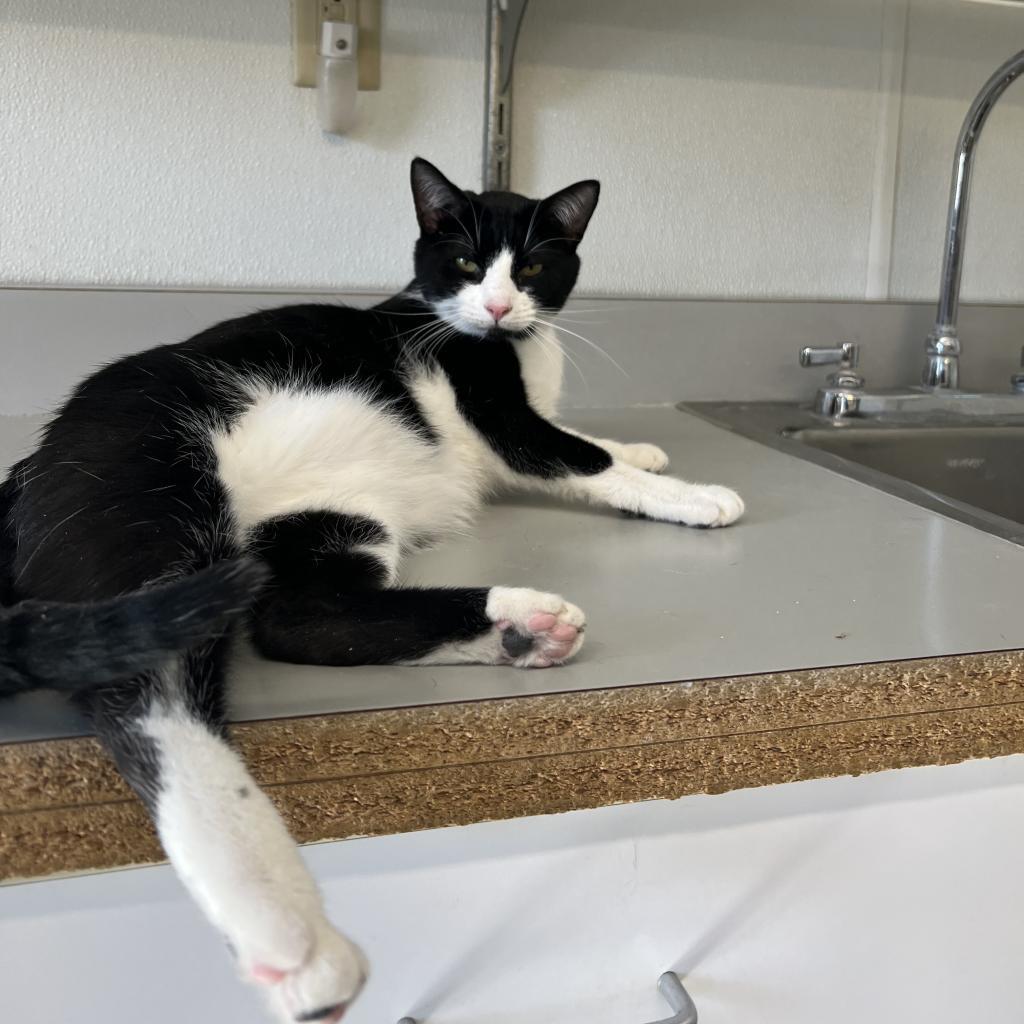 Puddin, Adoptable, Adult Male Domestic Short Hair.