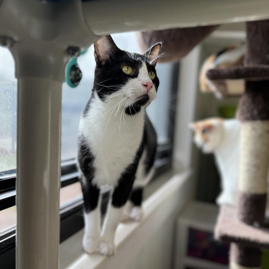 Enlarge Puddin, a Adoptable Domestic Short Hair in Albert Lea, MN image 2/6