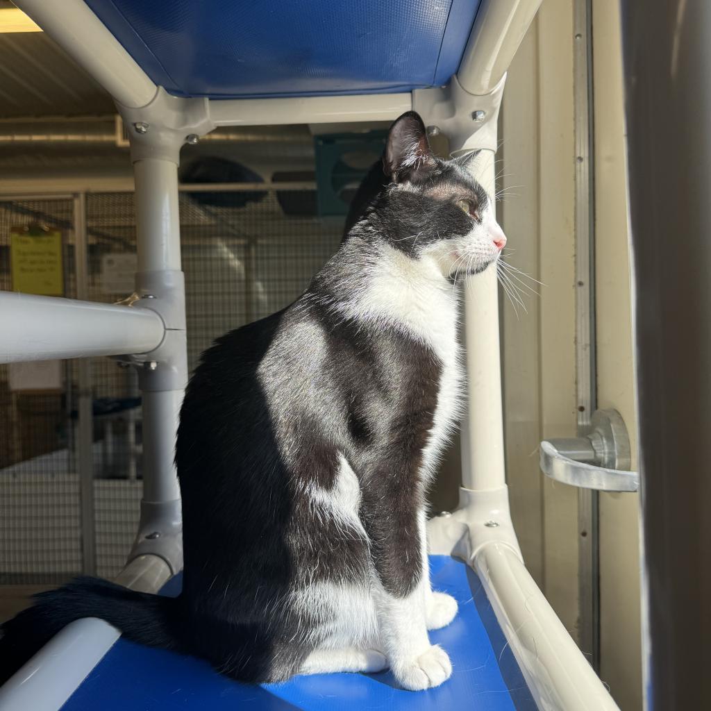 Enlarge Puddin, a Adoptable Domestic Short Hair in Albert Lea, MN image 3/6