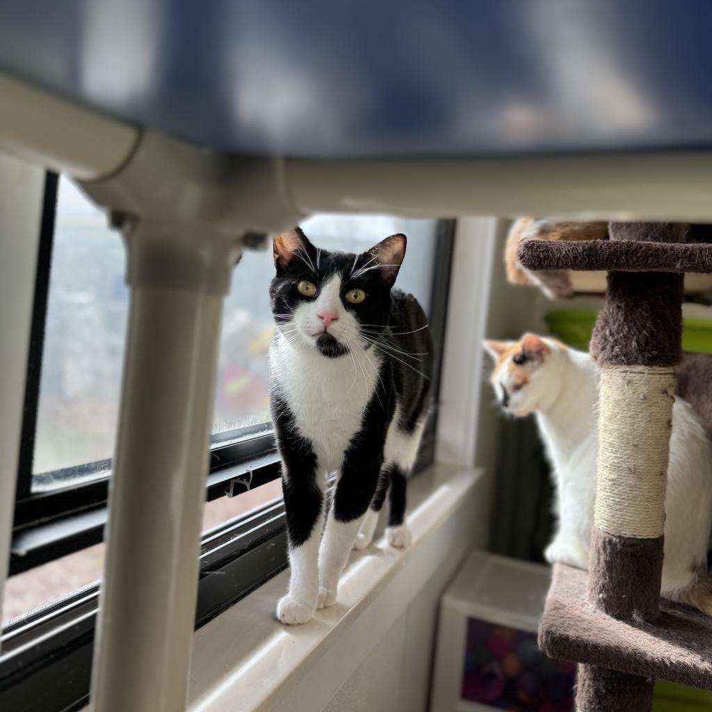 Enlarge Puddin, a Adoptable Domestic Short Hair in Albert Lea, MN image 4/6