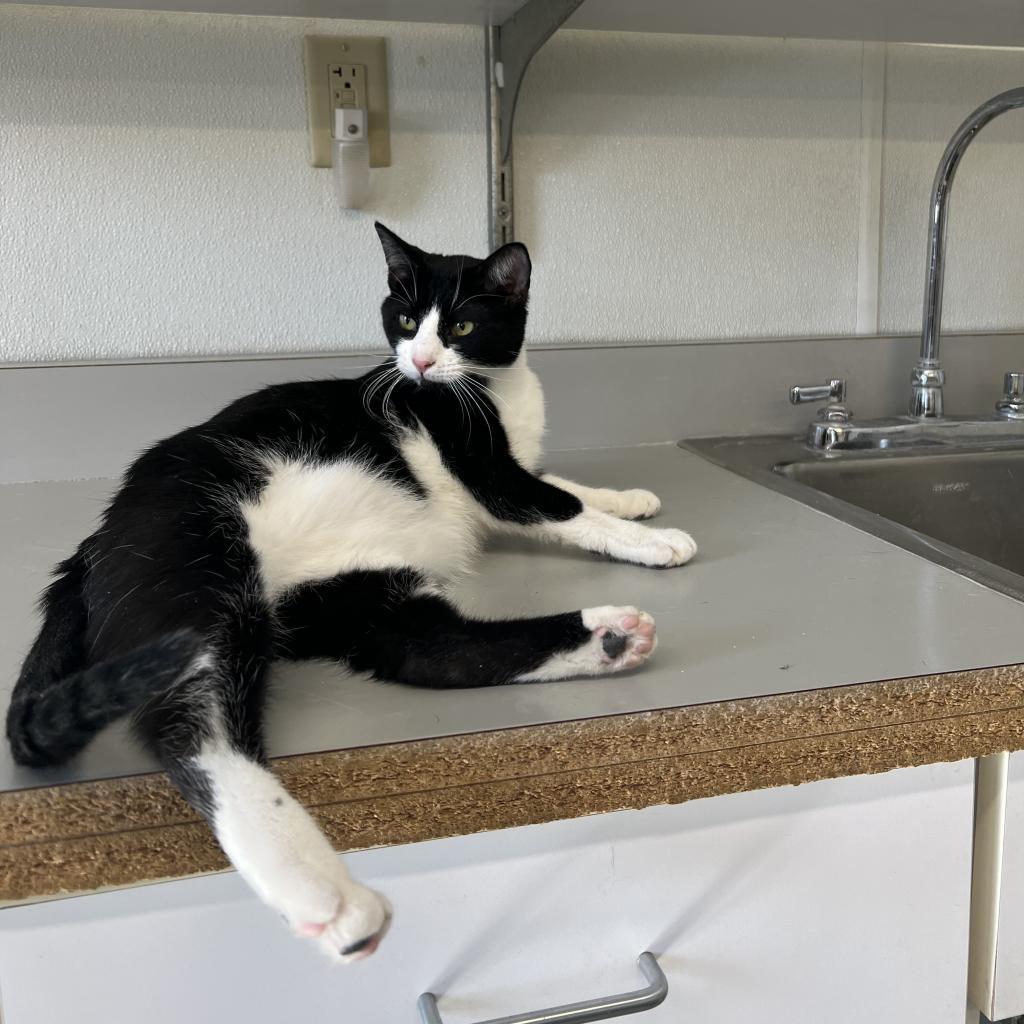 Enlarge Puddin, a Adoptable Domestic Short Hair in Albert Lea, MN image 5/6