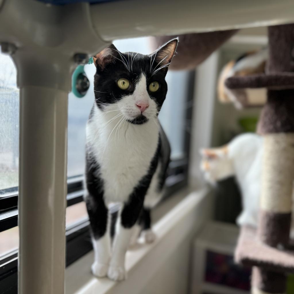 Enlarge Puddin, a Adoptable Domestic Short Hair in Albert Lea, MN image 6/6