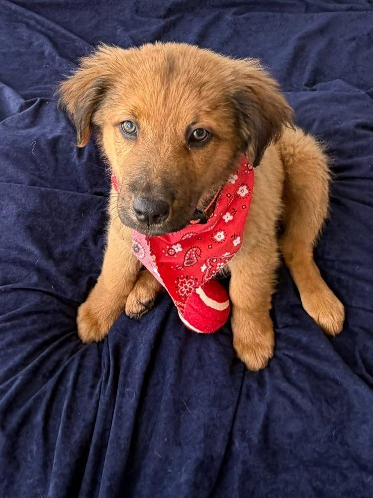 26-058 Tank, Adoptable, Puppy Male Shepherd & Labrador Retriever.