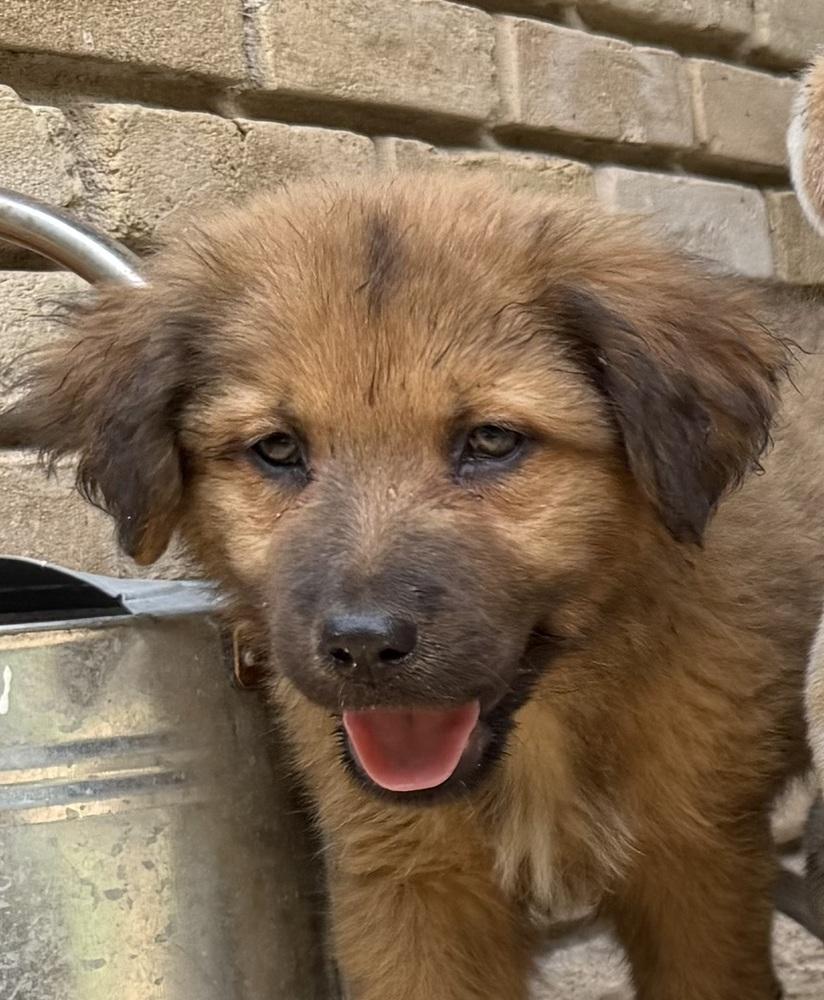 Enlarge 26-058 Tank, a Adoptable mixed breed in Richardson, TX image 2/6
