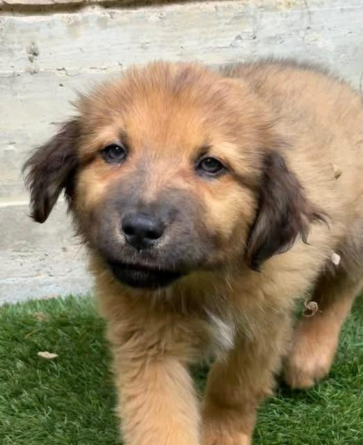 Enlarge 26-058 Tank, a Adoptable mixed breed in Richardson, TX image 3/6
