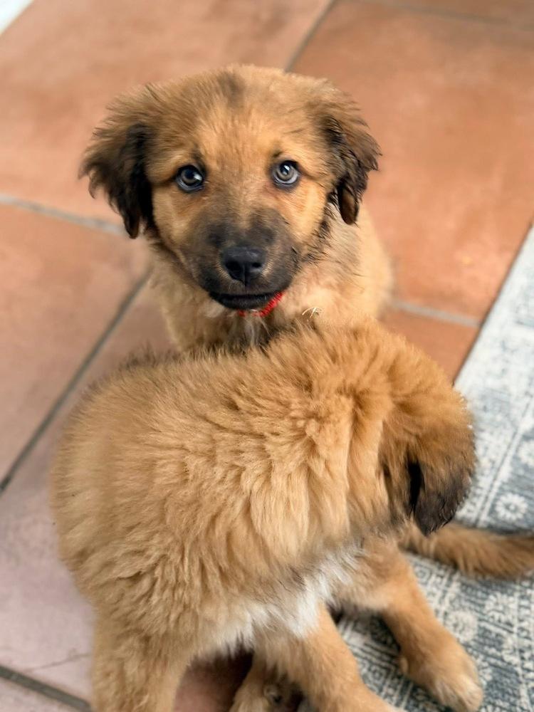 Enlarge 26-058 Tank, a Adoptable mixed breed in Richardson, TX image 4/6