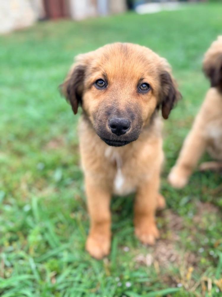 Enlarge 26-058 Tank, a Adoptable mixed breed in Richardson, TX image 5/6