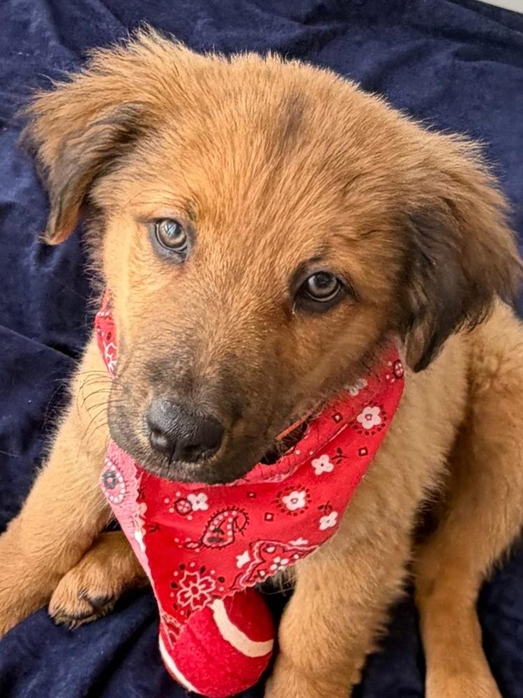 Enlarge 26-058 Tank, a Adoptable mixed breed in Richardson, TX image 6/6