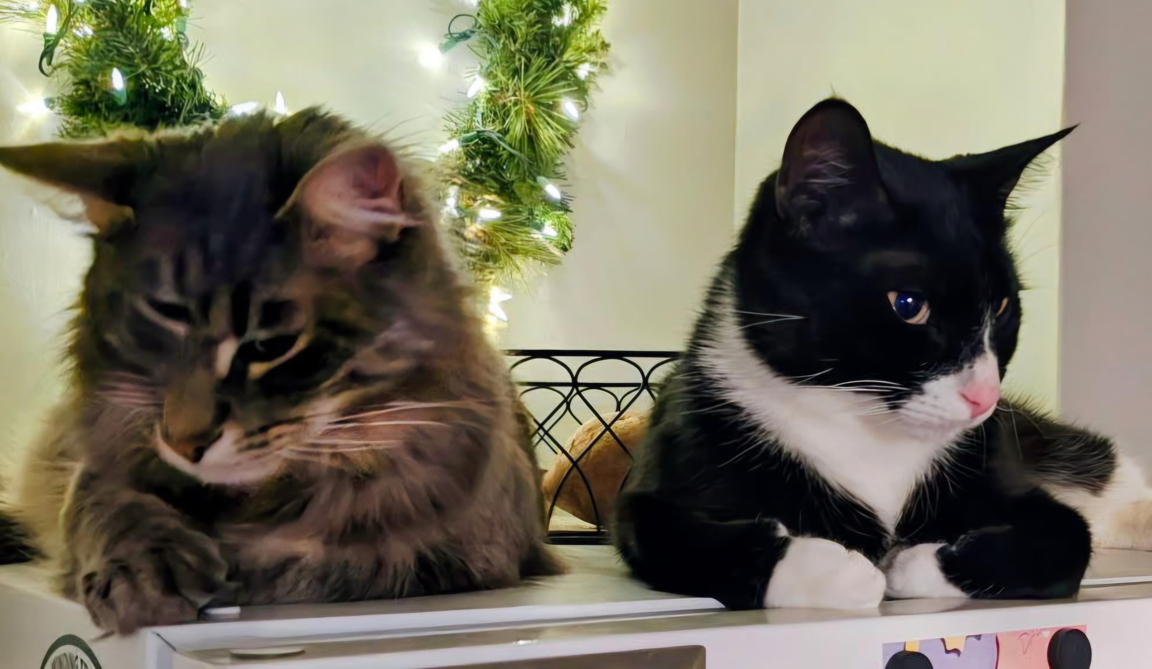Enlarge Valentine & Midnight-BONDED PAIR, an adopted mixed breed in West Hartford, CT image 4/5