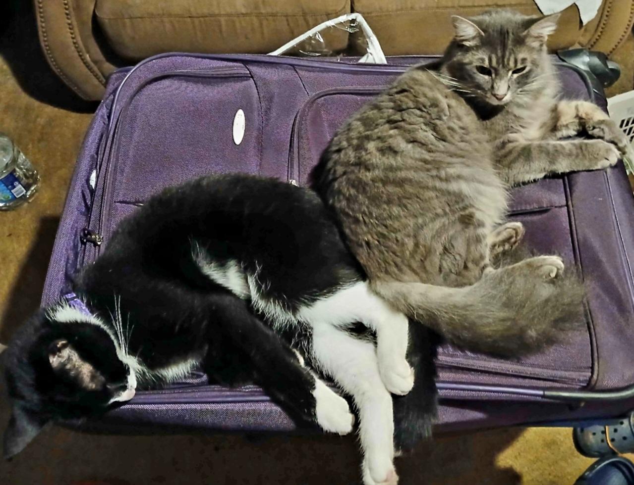 Enlarge Valentine & Midnight-BONDED PAIR, an adopted mixed breed in West Hartford, CT image 3/5