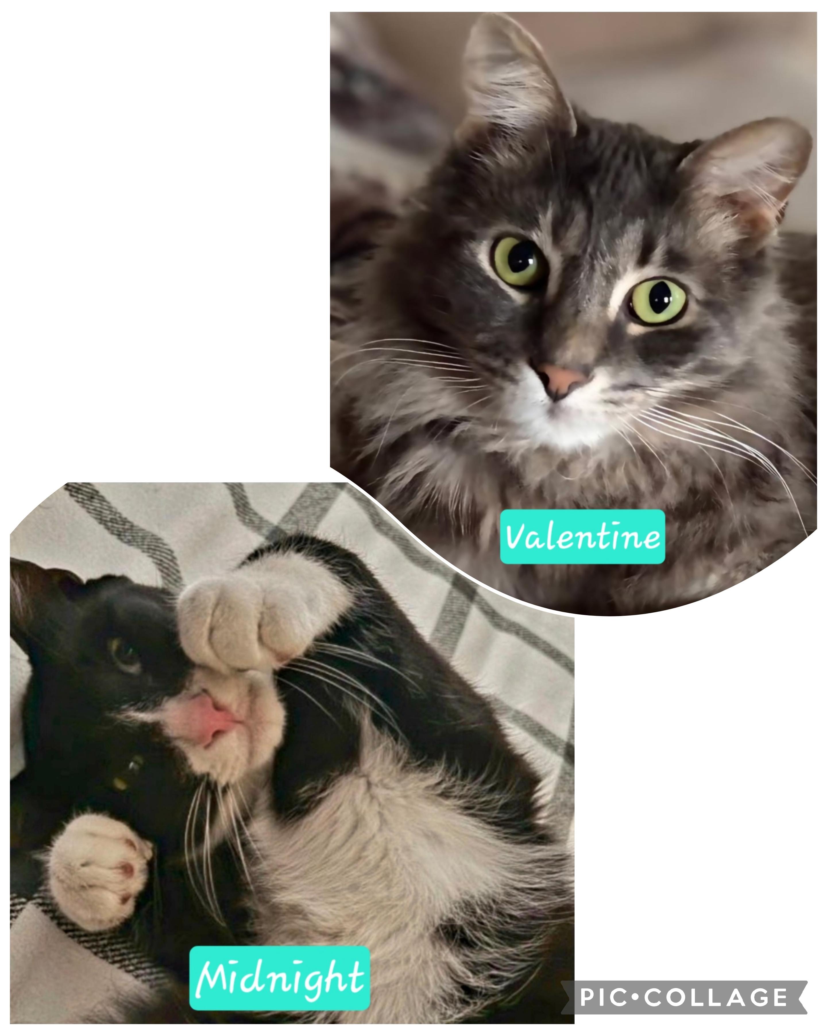 Enlarge Valentine & Midnight-BONDED PAIR, an adopted mixed breed in West Hartford, CT image 2/5