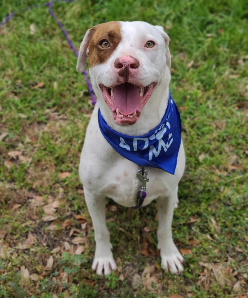 Hank, Adoptable, Adult Male English Pointer.