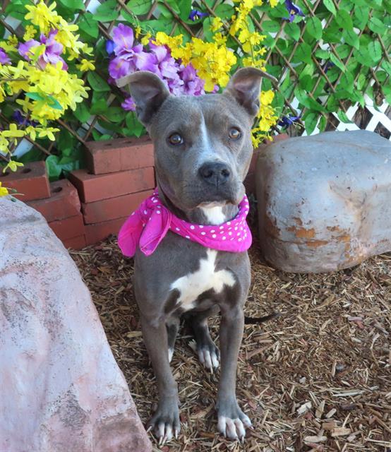 JERSEY, Adoptable, Adult Female Pit Bull Terrier.