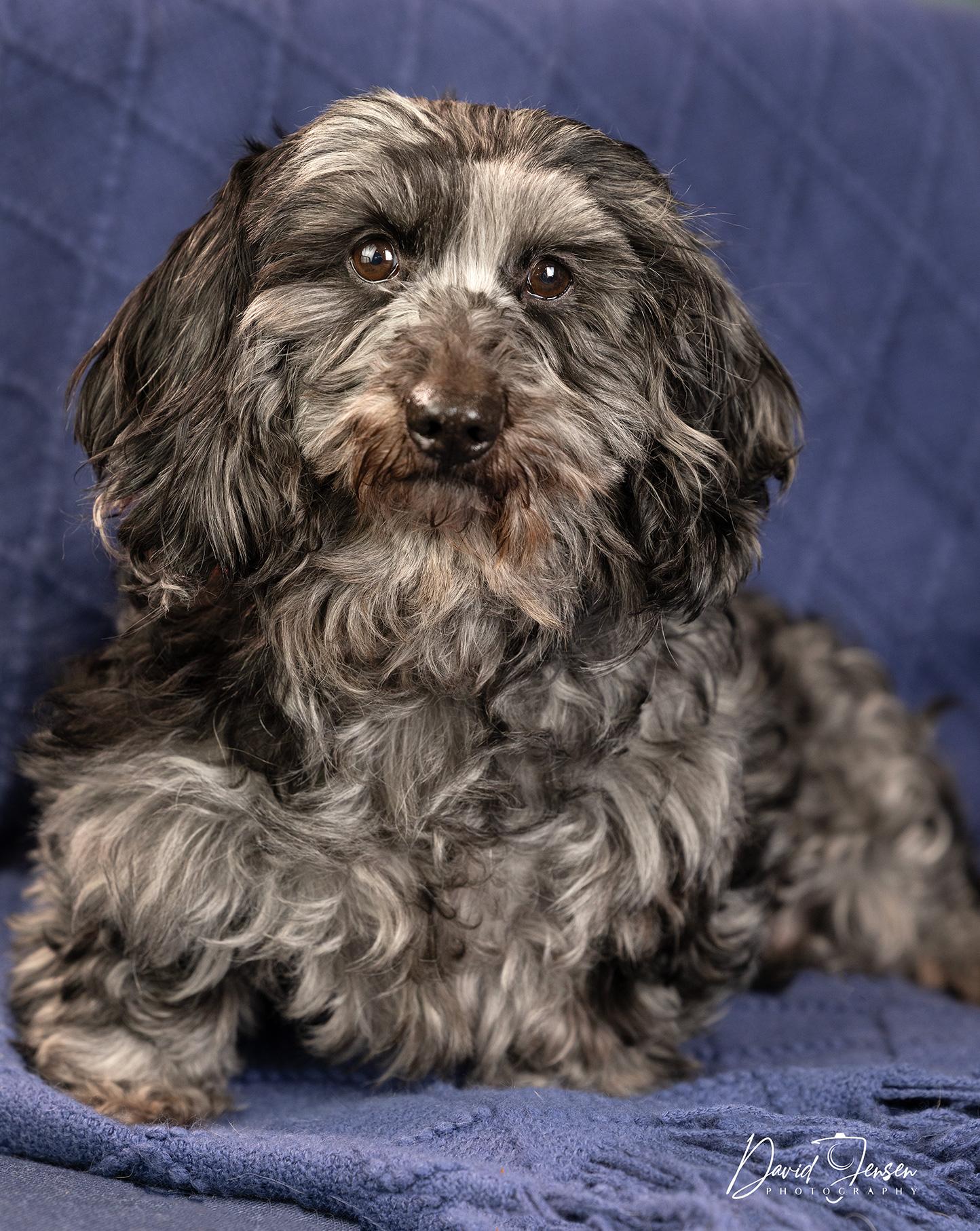 Enlarge Kima, an adopted Dachshund (Long Haired) in Anchorage, AK image 1/1