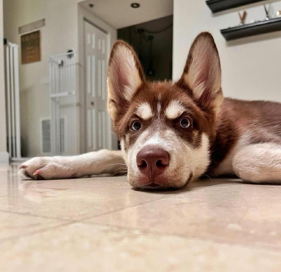 Loki