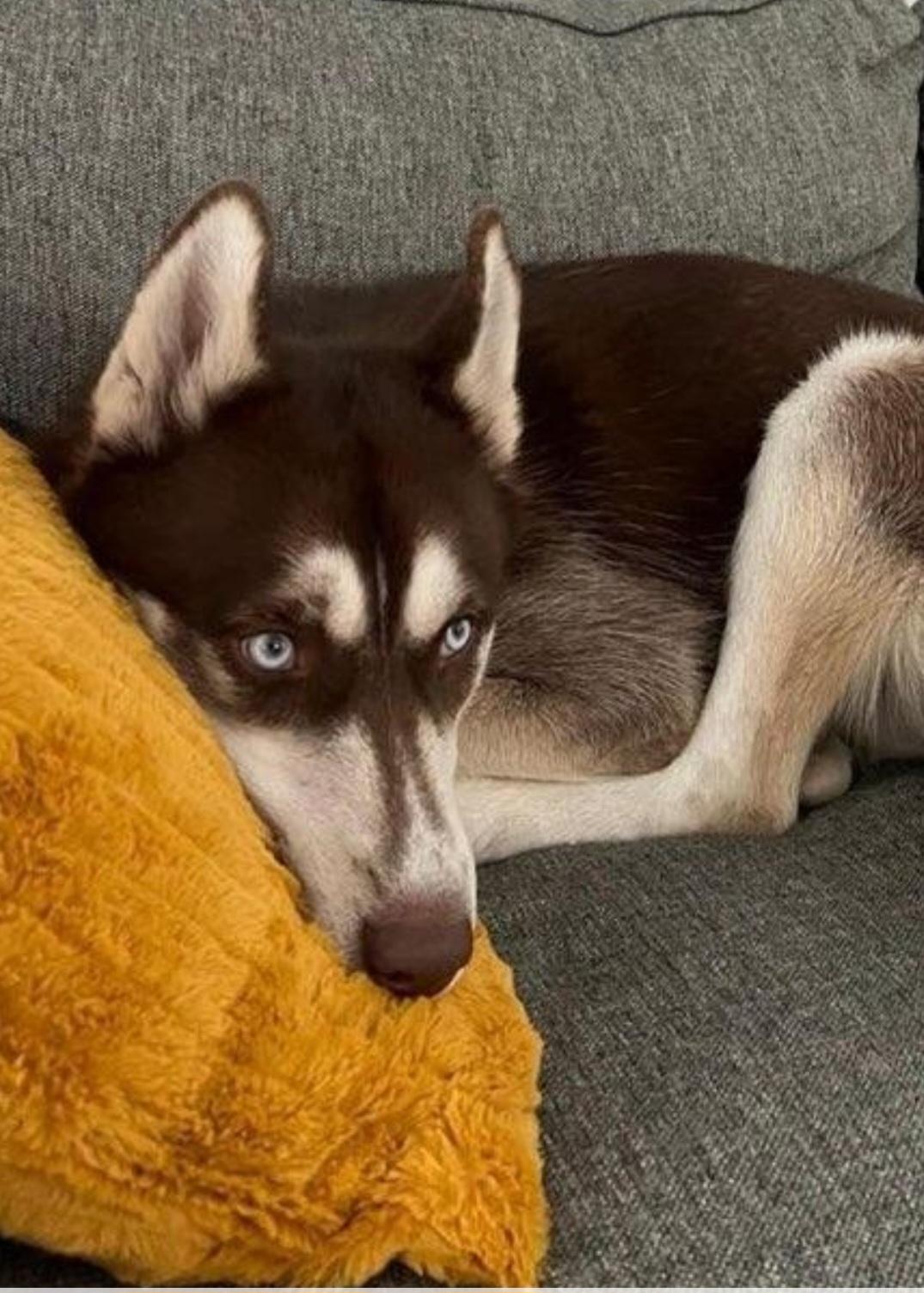 Loki