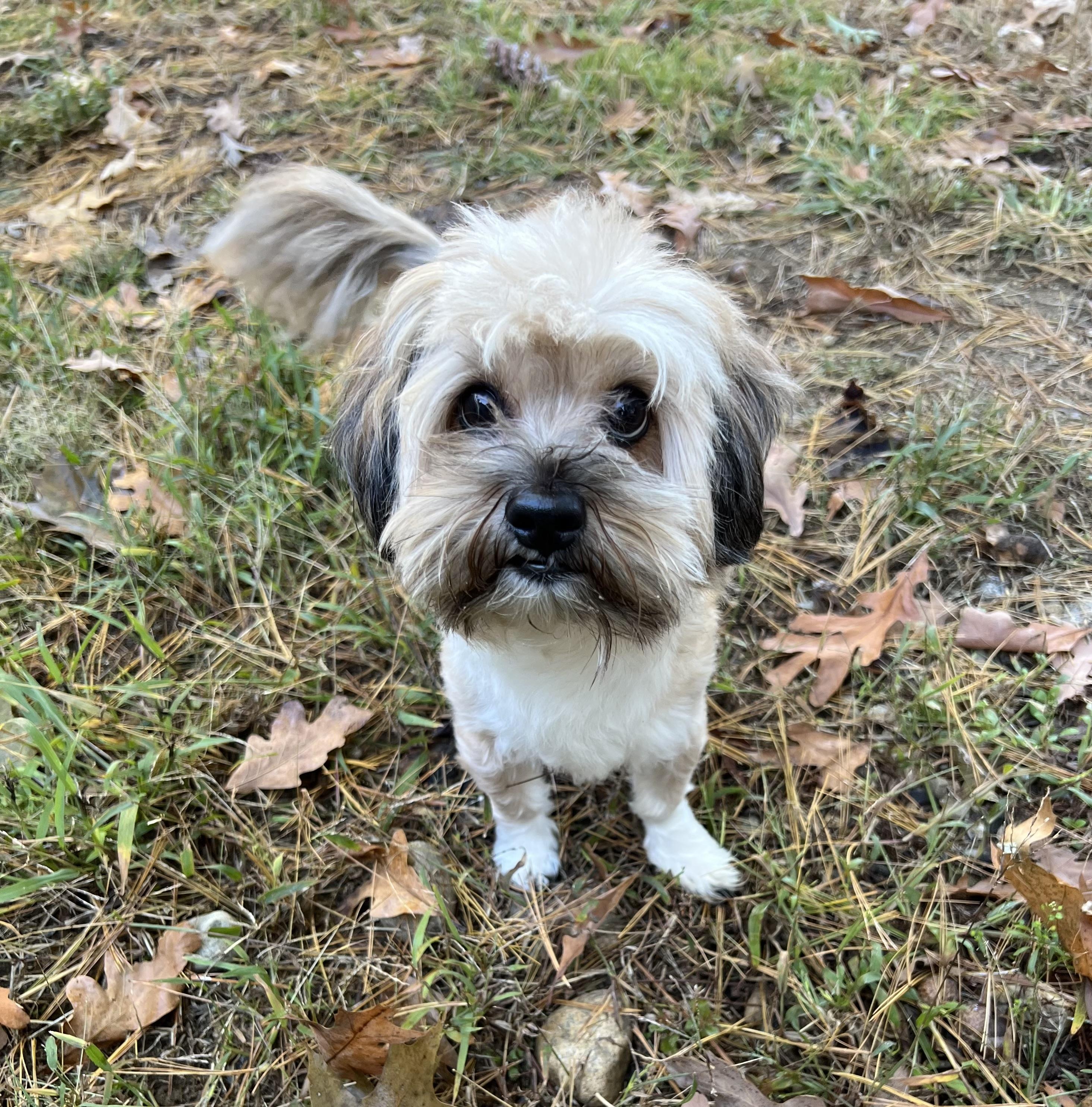 Bailey in NH. Come Meet our Adoptable Dogs Wednesday-Saturday. More info in Bio, Adoptable, Young Male Shih Tzu.
