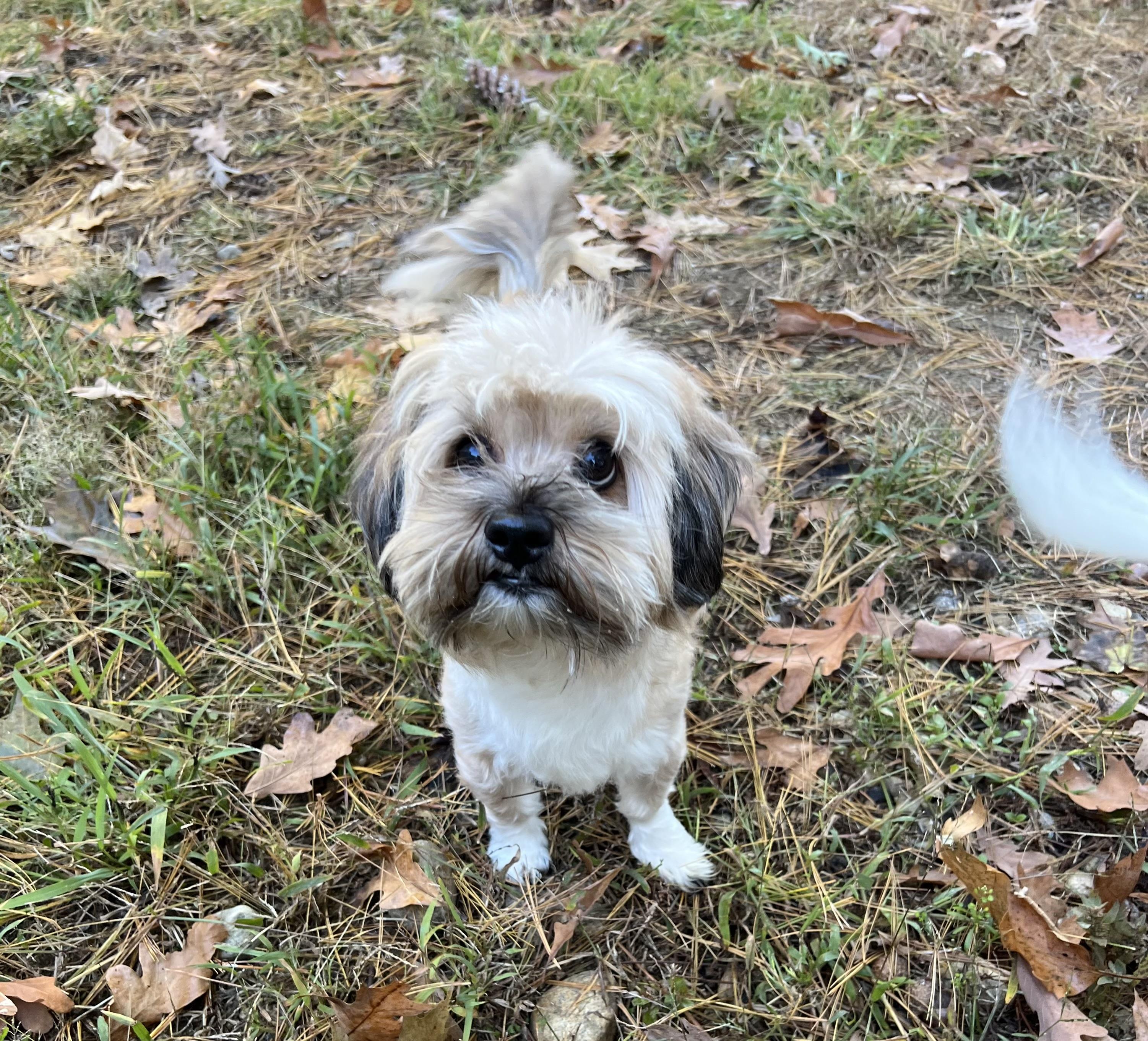 Enlarge Bailey in NH. Come Meet our Adoptable Dogs Wednesday-Saturday. More info in Bio, a Adoptable mixed breed in Manchester, NH image 2/2