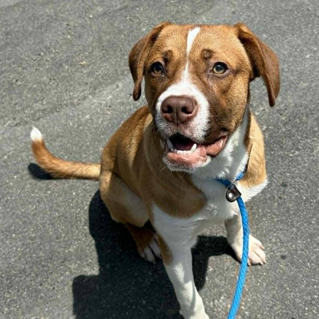 Hawthorn, Adoptable, Young Male Boxer & Mixed Breed.