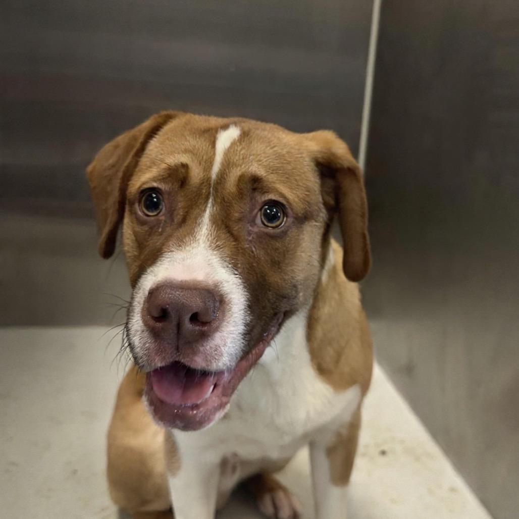 Enlarge Hawthorn, a Adoptable mixed breed in Concord, NC image 2/6