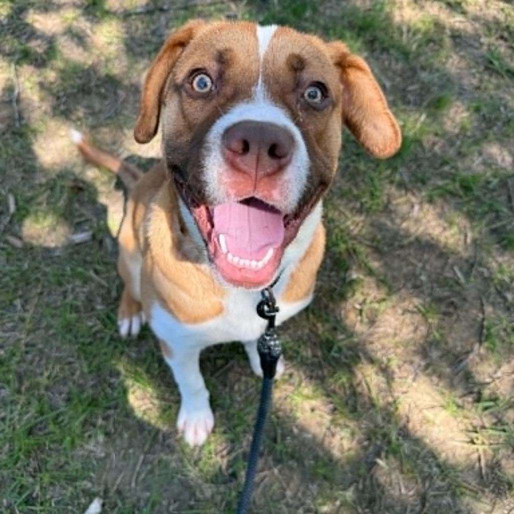 Enlarge Hawthorn, a Adoptable mixed breed in Concord, NC image 3/6