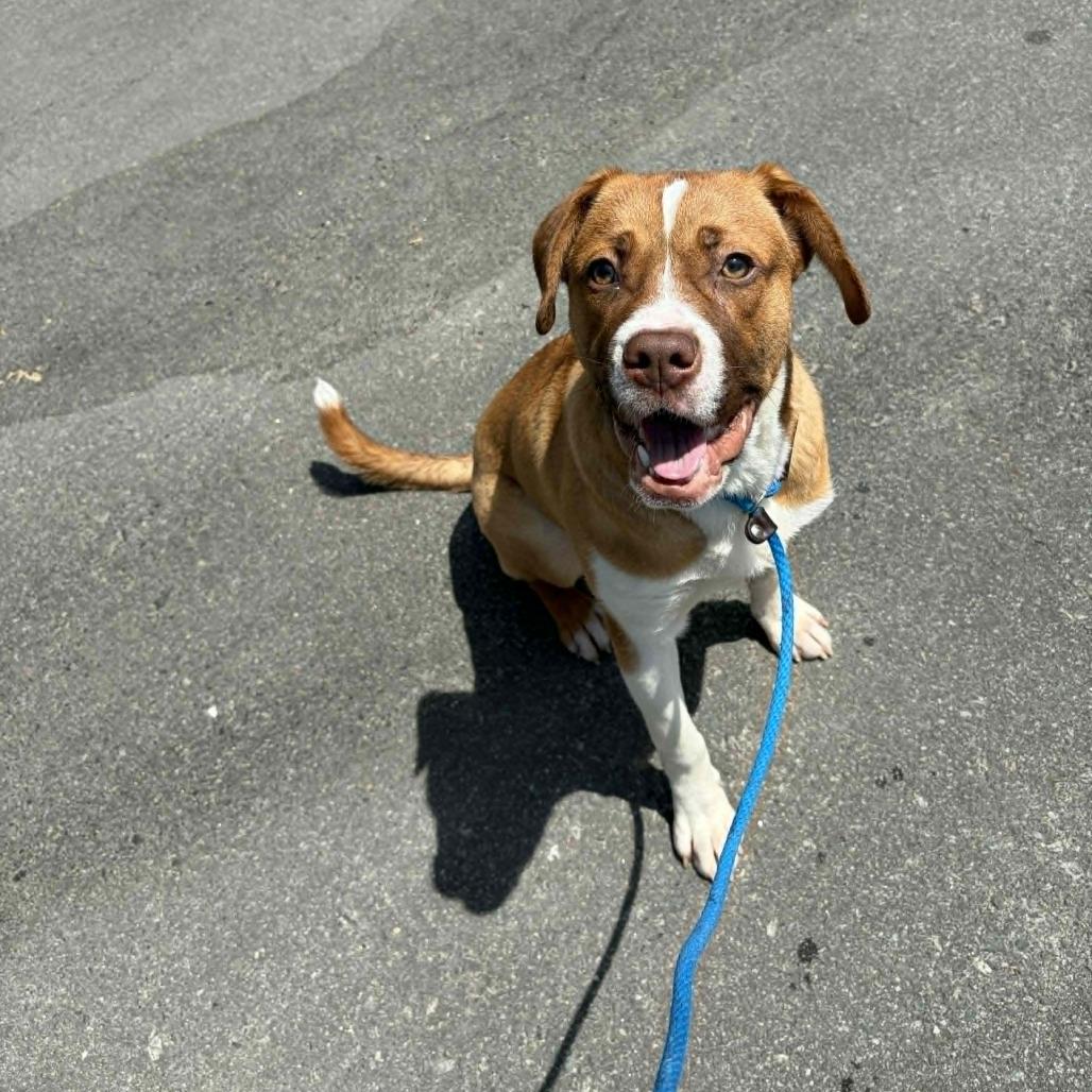 Enlarge Hawthorn, a Adoptable mixed breed in Concord, NC image 4/6
