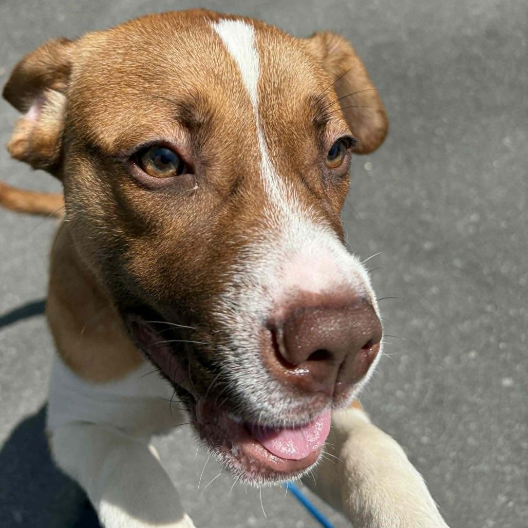 Enlarge Hawthorn, a Adoptable mixed breed in Concord, NC image 5/6
