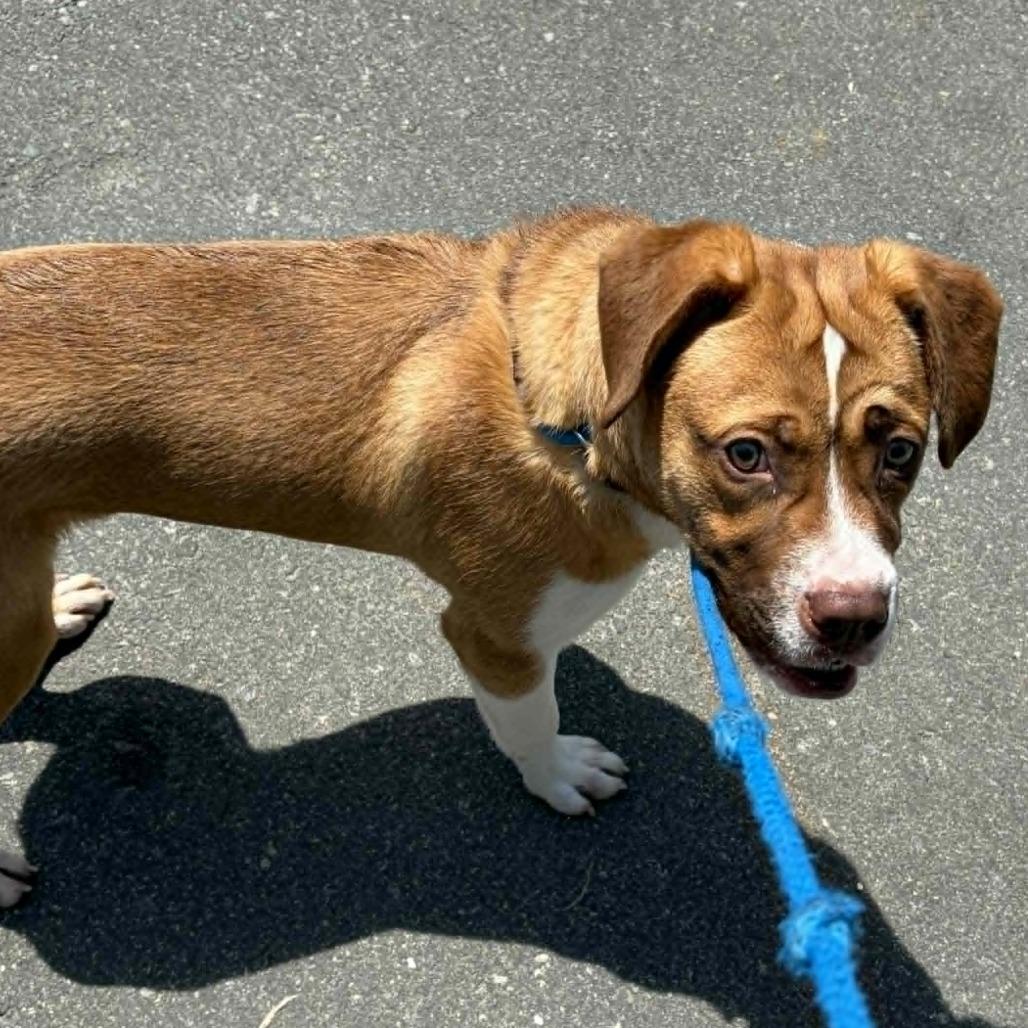 Enlarge Hawthorn, a Adoptable mixed breed in Concord, NC image 6/6