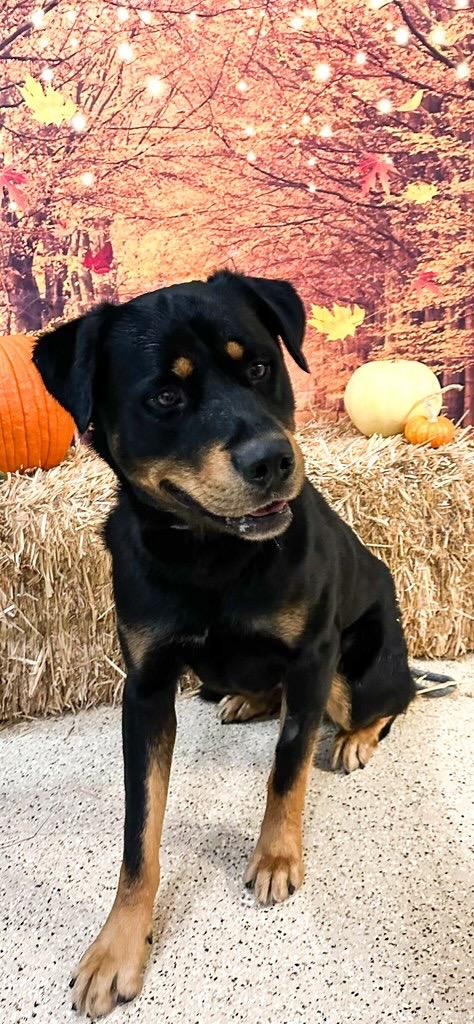 Bruno, a Adoptable Rottweiler in Newberg, OR image 1/3
