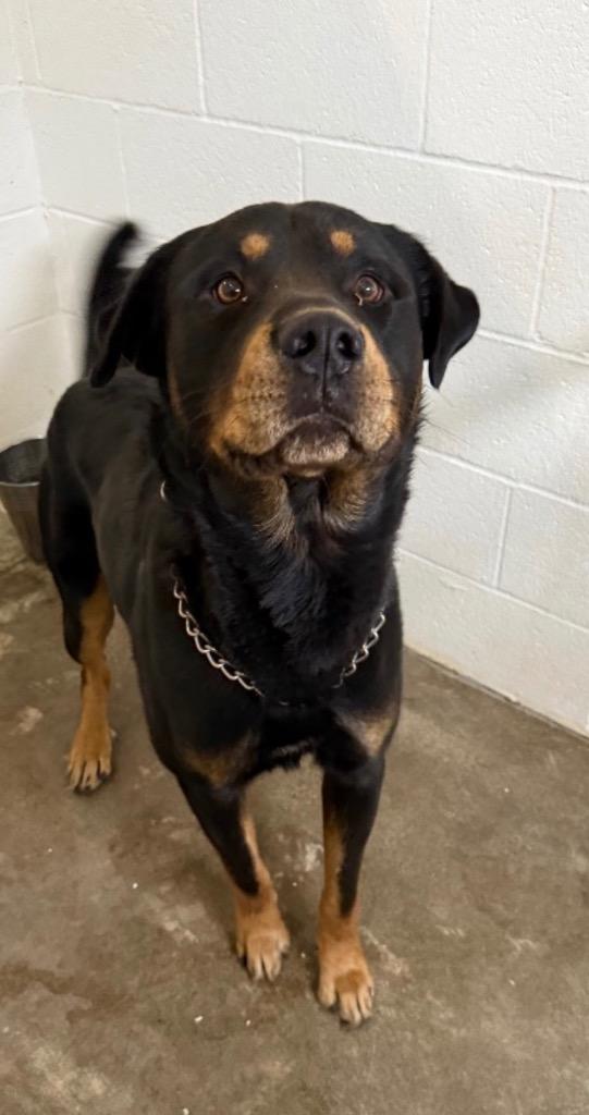 Bruno, a Adoptable Rottweiler in Newberg, OR image 2/3