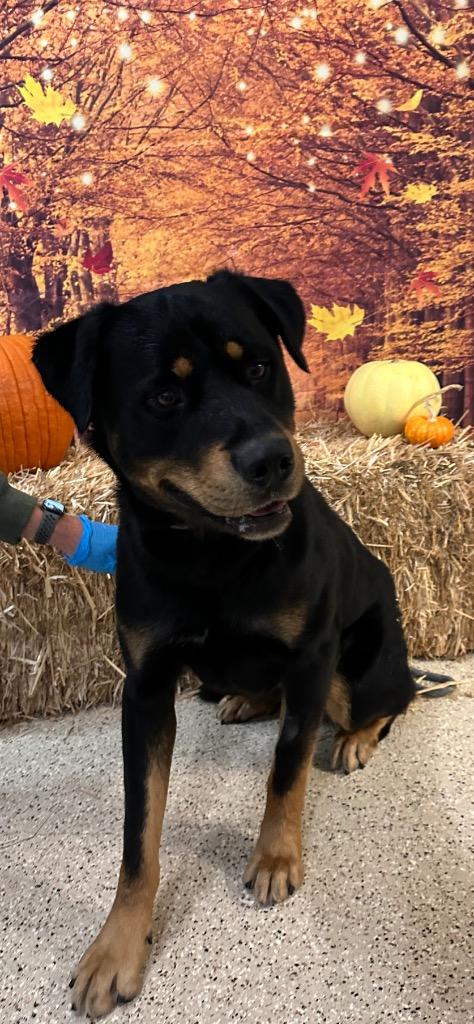 Bruno, a Adoptable Rottweiler in Newberg, OR image 3/3