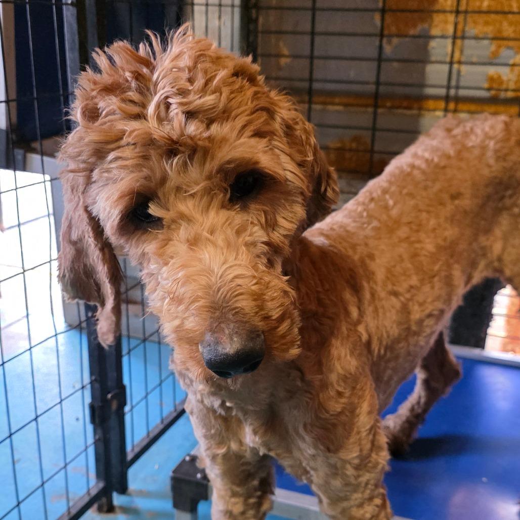 Crue, Adoptable, Adult Male Golden Retriever & Poodle.