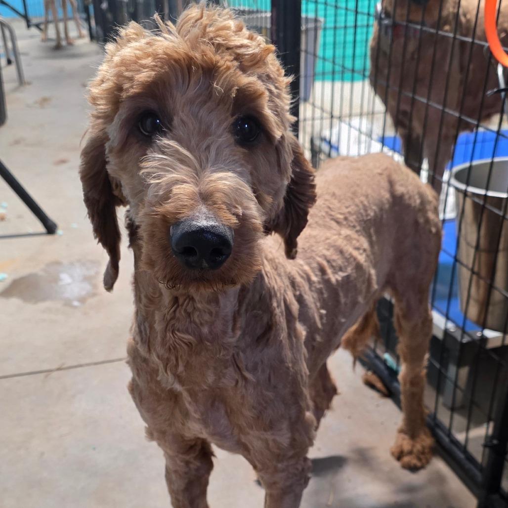 Enlarge Crue, a Adoptable mixed breed in Goltry, OK image 2/5