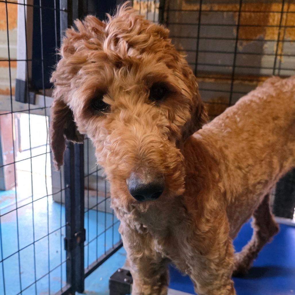 Enlarge Crue, a Adoptable mixed breed in Goltry, OK image 4/5