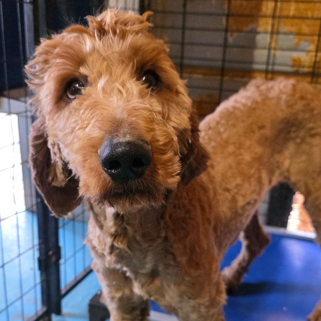 Enlarge Crue, a Adoptable mixed breed in Goltry, OK image 5/5